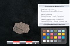 Foto (Objekt + Etikett) von Dryandra comptoniaefolia Ettingshausen (NHMW-GEO-2024-0188-10192)